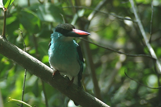 Blue-breasted Kingfisher.jpg